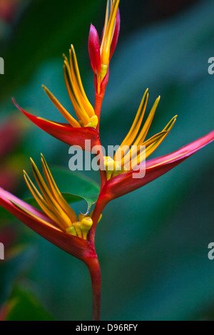 Fleurs TROPICALES sont une partie du charme de notre chambre une jungle lodge dans la forêt tropicale près de Parc national de Khao Sok - SURATHANI PRO Banque D'Images
