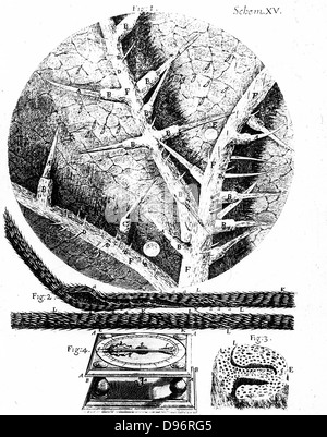 1 : Le dessous des feuilles d'ortie 2 : Barbe de folle avoine utilisée dans l'hygromètre de Hooke. 3 : l'article de tête de folle avoine. 4 : hygromètre de Hooke. Robert Hooke de Londres 1665 icrographia «'. Gravure . Banque D'Images