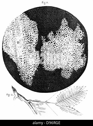 Observations de Hooke de la structure cellulaire du liège (fig 1) et branche d'usine (sensibles) (fig 2). La première utilisation du mot cellule à nid d'nom nature de Cork. Robert Hooke de Londres 1665 icrographia «'. La gravure. Banque D'Images