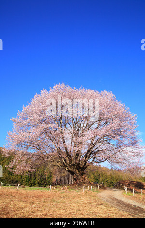 Nom est Tennou sakura au printemps, Gunma, Japon Banque D'Images