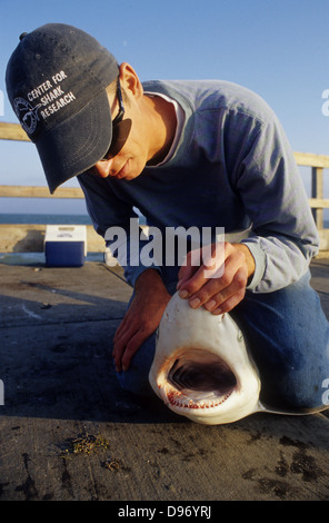 Avec un pêcheur blacktip shark (Carcharhinus limbatus) pêché dans le Bob Hall Pier près de Corpus Christi au Texas Banque D'Images