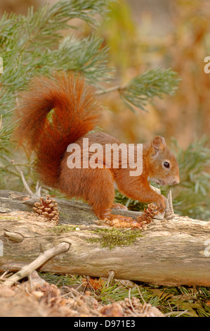 L'Écureuil roux Sciurus vulgaris a photographié à Formby, Lancs, UK Banque D'Images