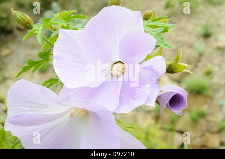 Alyogyne huegelii lilas fleurs Hibiscus fleurs Banque D'Images