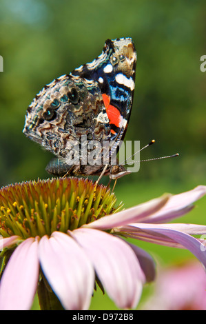 L'amiral rouge, Vanessa atalanta sur fleur Banque D'Images