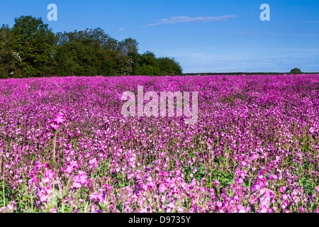 Un champ de rouge (Silene dioica) dans la région des Cotswolds. Banque D'Images