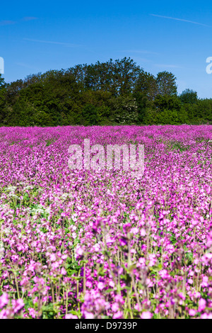 Un champ de rouge (Silene dioica) dans la région des Cotswolds. Banque D'Images