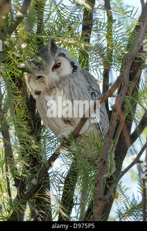 Southern white-faced Owl Ptilopsis granti photographié dans le parc transfrontalier Kgalagadi National Park, Afrique du Sud Banque D'Images
