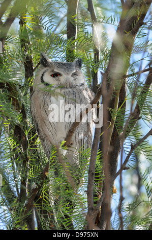Southern white-faced Owl Ptilopsis granti photographié dans le parc transfrontalier Kgalagadi National Park, Afrique du Sud Banque D'Images