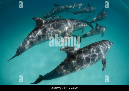 La famille (pod) de l'indo-pacifique des grands dauphins (Tursiops aduncus) dormir ensemble donnant à la moitié de la reste du cerveau. Banque D'Images