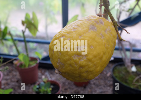 Citron citrus maturation surrey uk 2013 Banque D'Images