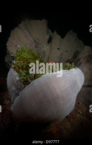 Poisson clown (Amphiprion perideraion rose) se cache dans anemoneball, Détroit de Lembeh, au nord de Sulawesi, Indonésie Banque D'Images