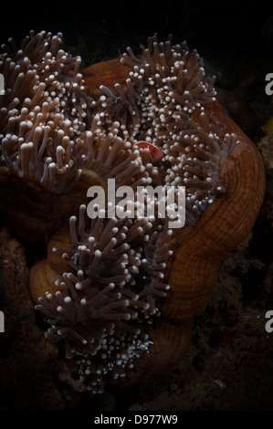 Poisson clown (Amphiprion perideraion rose) se cache dans anemoneball, Détroit de Lembeh, au nord de Sulawesi, Indonésie Banque D'Images