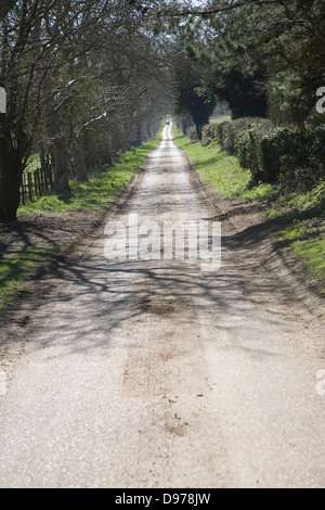 Longue ligne droite bordée d'arbres country road, Sutton, Suffolk, Angleterre Banque D'Images