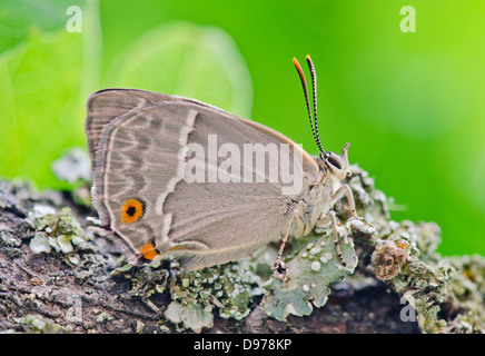 Papillon Porte-queue violette (Favonius (anciennement) Neozephyrus quercus) femelle sur le chêne. Sussex, UK Banque D'Images