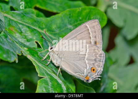 Papillon porte-queue violette (favonius (anciennement) neozephyrus quercus) alimentation femelle Banque D'Images