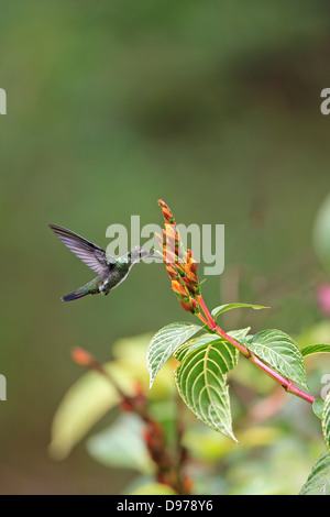 Black-throated Mango (Anthracothorax nigricollis) Banque D'Images