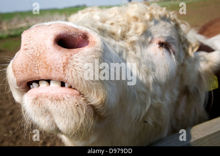 Bullock nez et la bouche close-up dans un troupeau de bovins Hereford pure à Chillesford marais, Suffolk, Angleterre Banque D'Images