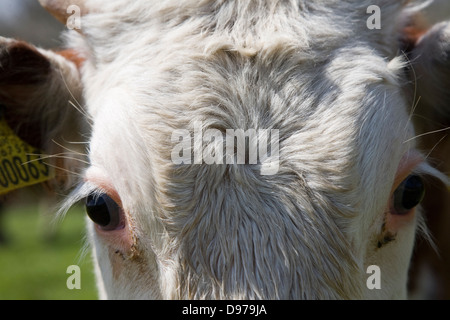 Close up de tête et les yeux troupeau de bovins Hereford pure à Chillesford marais, Suffolk, Angleterre Banque D'Images