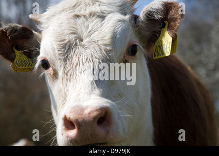 Veau avec des marques auriculaires dans un troupeau de bovins Hereford pure à Chillesford marais, Suffolk, Angleterre Banque D'Images