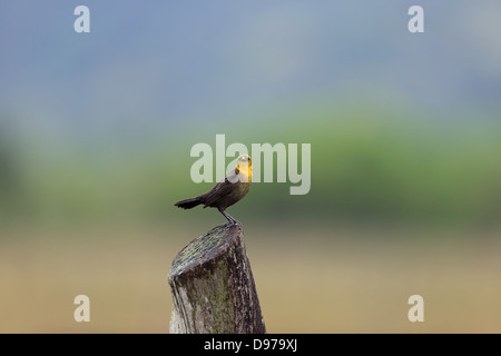 Capuche jaune (Blackbird Agelaius icterocephalus) Banque D'Images