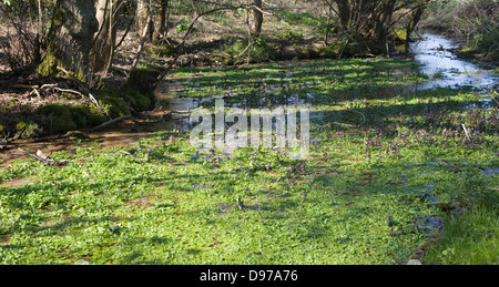 Le cresson de plus en plus courant d'eau fraîche, Sutton, Suffolk, Angleterre Banque D'Images