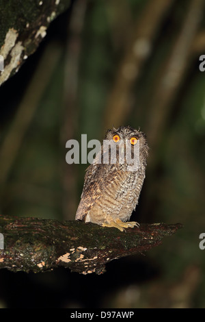 Scieries de Screech Owl (Megascops choliba) Banque D'Images