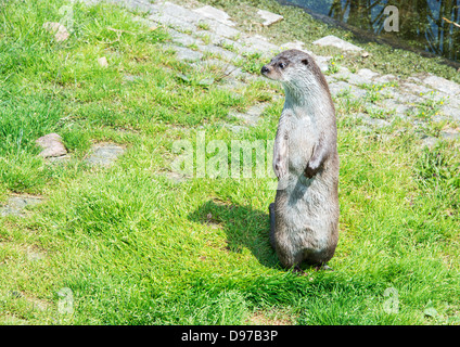 Otter curieux debout sur l'herbe verte près de l'eau Banque D'Images