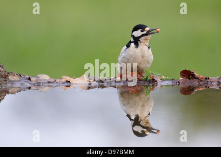 Great Spotted Woodpecker (Dendrocopos major), peched sur branche morte, West Yorkshire, Angleterre, Mai Banque D'Images
