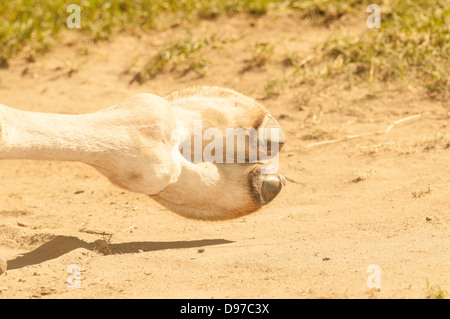 Chameau de Bactriane (Camelus bactrianus) sabot fendu Banque D'Images