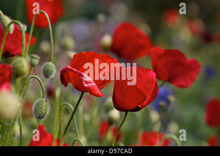 Des coquelicots sauvages dans une oliveraie à lupins bleus dans l'arrière-plan Banque D'Images