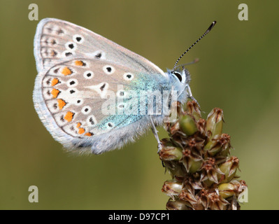 Européenne homme papillon bleu commun (Polyommatus icarus), vu de profil Banque D'Images