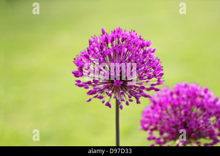 Beau jardin en fleurs d'allium,avec de l'espace pour le texte Banque D'Images