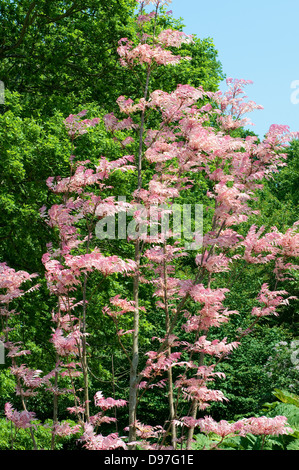 Toona sinensis 'Flamingo', acajou chinois Banque D'Images