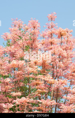 Toona sinensis 'Flamingo', acajou chinois Banque D'Images