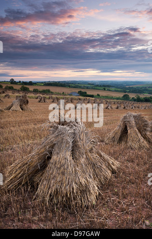 Blé pour couvrir de chaume traditionnels récoltés en moyettes, Devon, Angleterre. L'été 2011 Banque D'Images