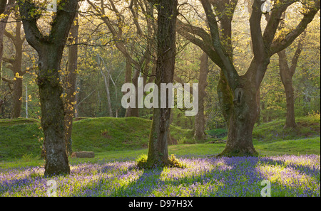 Bluebells de plus en plus d'une forêt de chênes, Blackbury Camp, Devon, Angleterre. Printemps (mai) 2012. Banque D'Images