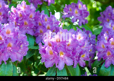 Rhododendron 'Purple Heart' Banque D'Images