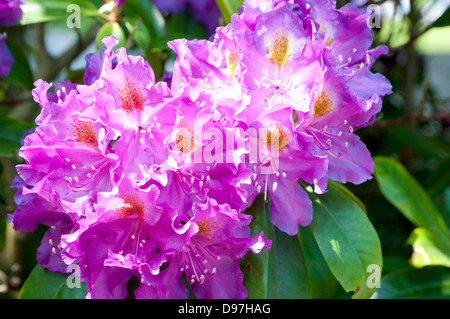 Rhododendron 'Purple Heart' Banque D'Images