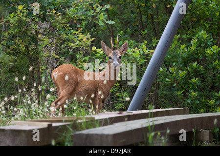 Cerf dans le jardin. Banque D'Images