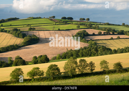 La campagne en été, Nr Crediton, Devon, Angleterre. L'été (juillet) 2012. Banque D'Images