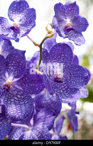 Orchid Vanda Sansai Blue gx Banque D'Images