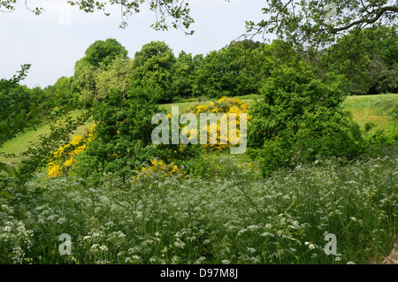 Balai et cow parsley croissant sur le côté de Martin's Hill, Bromley, Kent, Angleterre. Banque D'Images