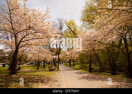 High Park during spring with cherry tree blossoms Banque D'Images