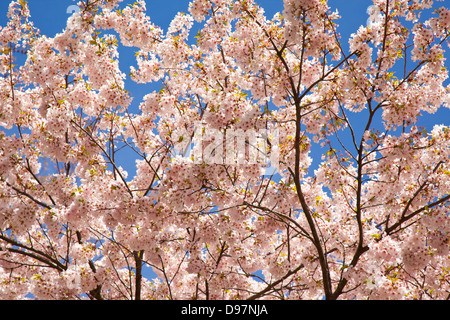 Les fleurs de cerisier Sakura japonais Banque D'Images