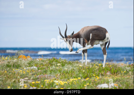 Pygarus Bontebok (Damaliscus pygargus), Cap de Bonne Espérance, Western Cape, Afrique du Sud Banque D'Images