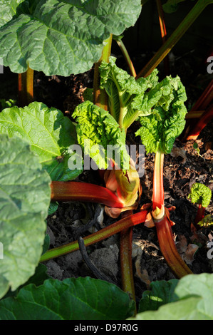 La rhubarbe, un légume vivace herbacée qui est souvent traité comme un fruit dans la cuisine. Banque D'Images