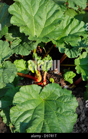 La rhubarbe, un légume vivace herbacée qui est souvent traité comme un fruit dans la cuisine. Banque D'Images