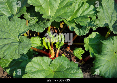 La rhubarbe, un légume vivace herbacée qui est souvent traité comme un fruit dans la cuisine. Banque D'Images