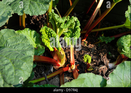 La rhubarbe, un légume vivace herbacée qui est souvent traité comme un fruit dans la cuisine. Banque D'Images