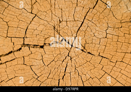 Coupe transversale d'un arbre montrant les détails d'anneaux de croissance et des fissures Banque D'Images